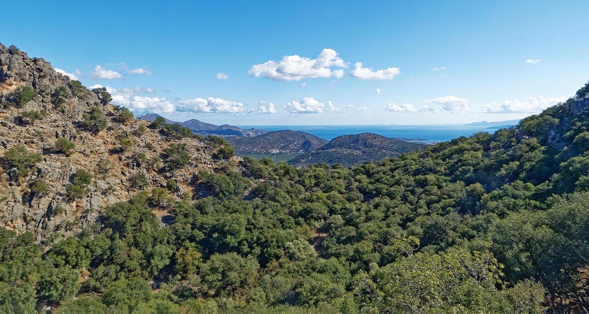 Mediterranean forest in Crete, Greece. Photo: Makalu/Pixabay.