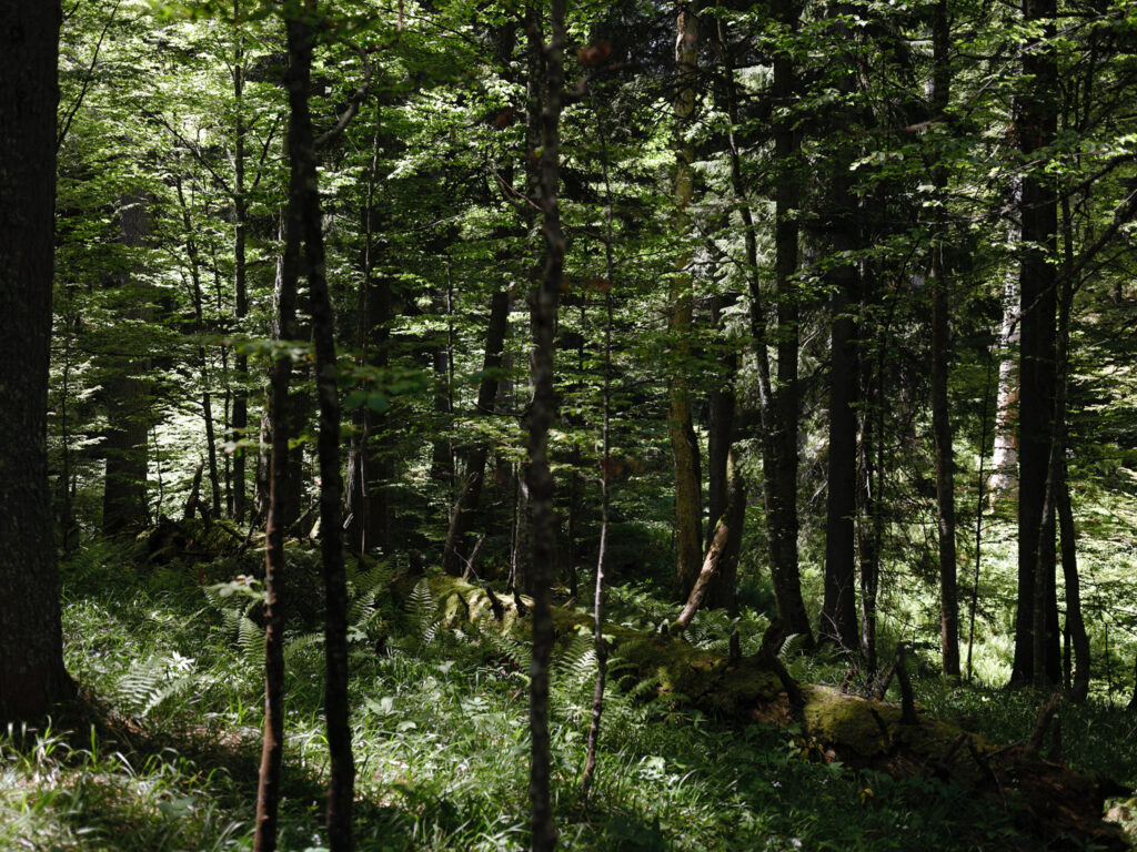 Workshop Forests Sarajevo StrategyMedFor